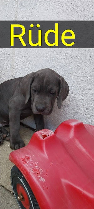 wir geben unsere cane corso Welpen ab. 
