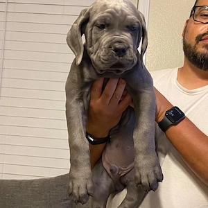  Cane Corso Welpen   12 Wochen  