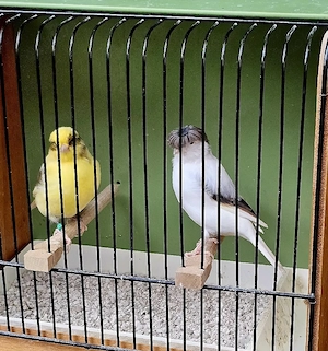 Kanarienvögel Gloster