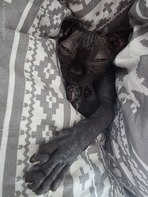 Sphynx Junge, 4 Monate alt   liebevolles Zuhause gesucht