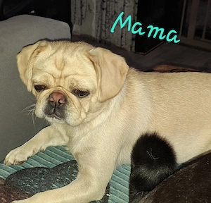 Frobs suchen ihre Familie 