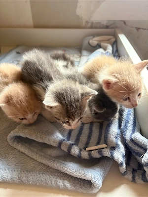 Kitten zu Verkaufen 