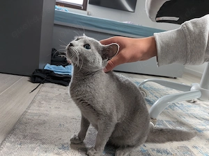 Kleiner hübscher Russisch-Blau-Kater sucht sein Zuhause auf Lebenszeit 