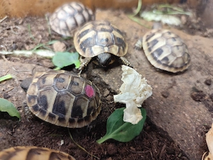 Griechische und Maurische Landschildkröten NZ 2026
