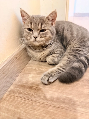 Süße 5 Monate alte Katze sucht liebevolles Zuhause   