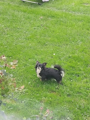 Chihuahua Hündin mit AT geb.21.05.2023