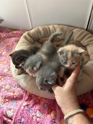 BKH Kitten - Blutgetestete Eltern