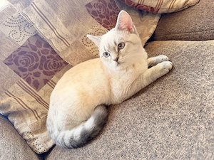    Wunderschöner 5 Monate alter Kater mit blauen Augen sucht Zuhause   