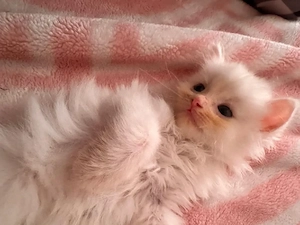 Kätzchen, kitten, Katzen Babys