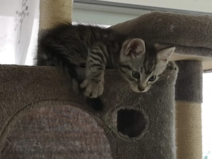 Kleiner Kater sucht zu Hause 