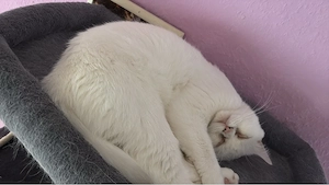 katzen dringend abzugeben am liebsten zusammen 
