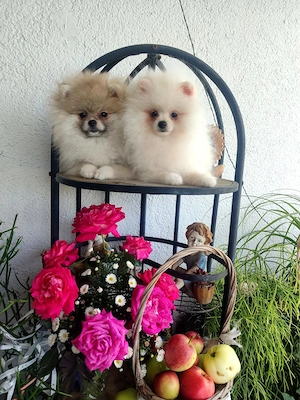 Zwergspitz-Pomeranian Welpen (weiß beige)