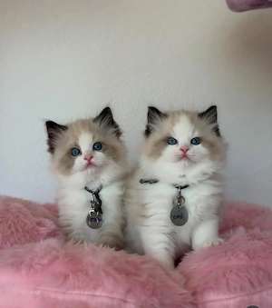 Wunderschöne Ragdoll-Kätzchen mit Stammbaum suchen ein neues Zuhause 