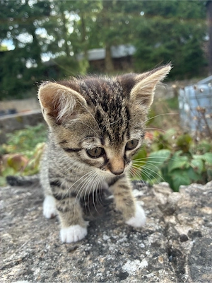 vier kleine Katzenbabys zu verschenken
