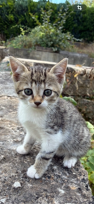 2 kleine Katzenbabys zu verschenken