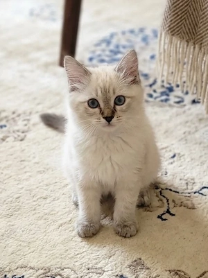 Maine-Coon-Mix-Kitten