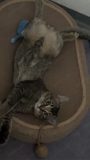 Männliche Katze zur Verkaufen       5-6 Monate alt  