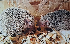 Igel Tanrek 