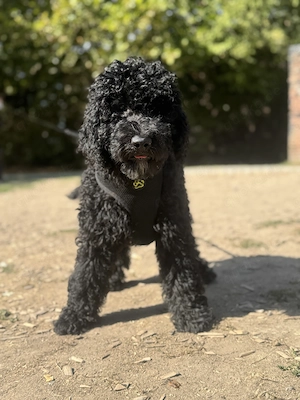 F1B Labradoodle Welpen suchen ein Zuhause