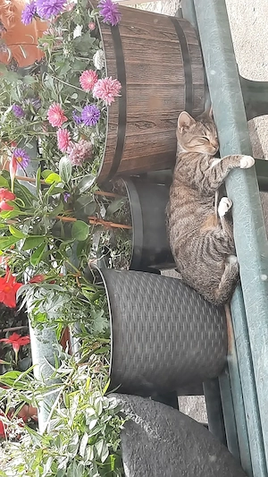 Katzenbabys suchen liebevolles Zuhause 