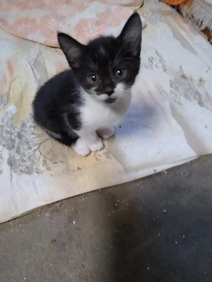 Katzenbabys 
