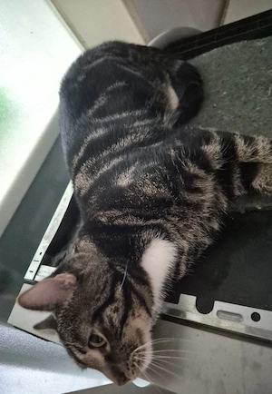 bengal mix 