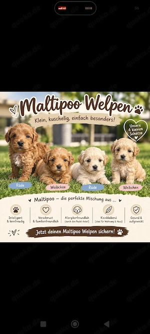 Wunderschöne Maltipoo Welpen