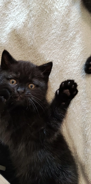 Ein Kater und ein Kätzchen suchen eine Familie.