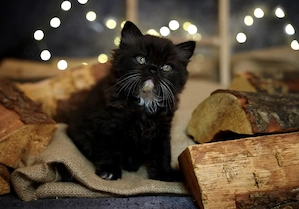 Bkh Blh Kitten mit Stammbaum 