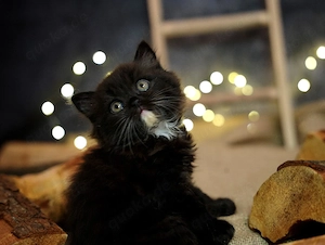 Bkh Blh Kitten mit Stammbaum 