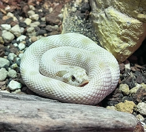 Hakennasennatter Heterodon Nasicus 1.0