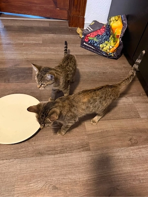 2 süße katzen sichen dringend ein neues zuhause