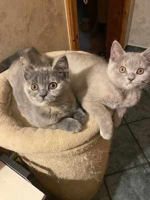 5 süße BKH Kitten abzugeben, gechipt geimpft entwurmt und mit Stammbaum