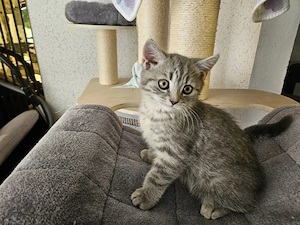 Wunderschönen BKH Kitten, abgabebereit 