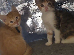    Süße Kitten suchen ein liebevolles Zuhause   