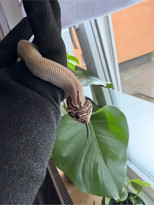 Heterodon nasicus Superconda 