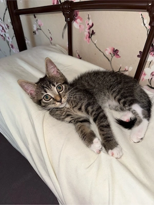 langhaar mix kitten 