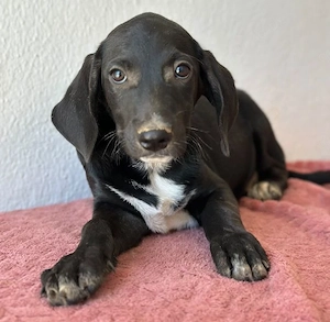  Smokey, geb. 08.06.2026, lebt in GRIECHENLAND, auf einer privaten Pflegestelle Bild 10