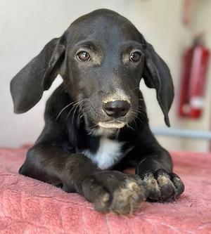  Smokey, geb. 08.06.2026, lebt in GRIECHENLAND, auf einer privaten Pflegestelle Bild 2