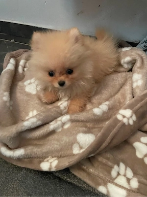 Pomeranian Hündin  snupy  sucht liebevolles Zuhause