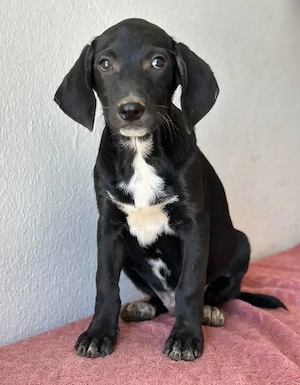  Smokey, geb. 08.06.2026, lebt in GRIECHENLAND, auf einer privaten Pflegestelle Bild 5