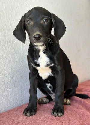 Smokey, geb. 08.06.2026, lebt in GRIECHENLAND, auf einer privaten Pflegestelle Bild 6