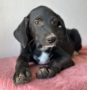  Smokey, geb. 08.06.2026, lebt in GRIECHENLAND, auf einer privaten Pflegestelle Bild 7