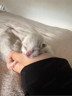 BKH kitten