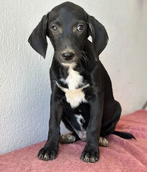  Smokey, geb. 08.06.2026, lebt in GRIECHENLAND, auf einer privaten Pflegestelle Bild 4