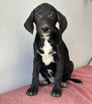  Smokey, geb. 08.06.2026, lebt in GRIECHENLAND, auf einer privaten Pflegestelle Bild 8