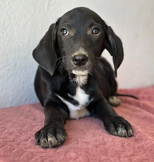  Smokey, geb. 08.06.2026, lebt in GRIECHENLAND, auf einer privaten Pflegestelle Bild 9