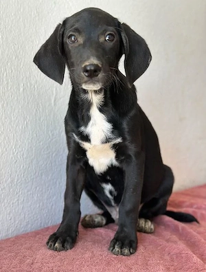  Smokey, geb. 08.06.2026, lebt in GRIECHENLAND, auf einer privaten Pflegestelle Bild 3