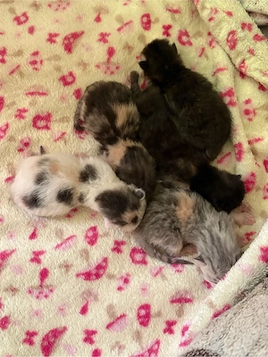 Bkh Mixkitten
