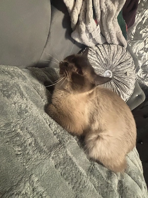 BKH katze 